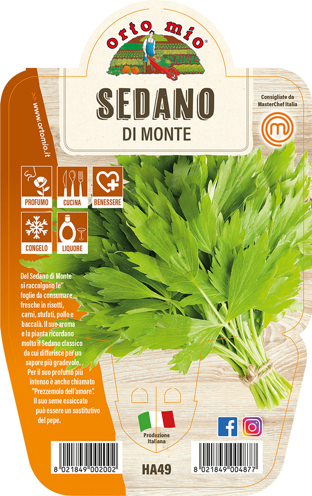 1 PIANTA DI SEDANO DI MONTE VASO 14CM