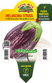PIANTA DI MELANZANA STRIATA INNESTATA (IN VASO Ø14CM)