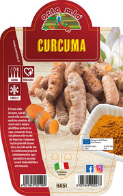 CURCUMA IN VASO 14CM