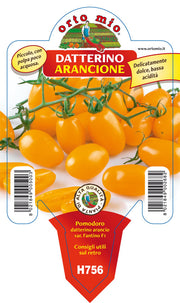 3 PIANTE IN VASO Ø 10CM DI POMODORO DATTERINO ARANCIONE