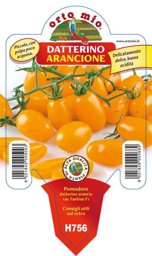 3 PIANTE IN VASO Ø 10CM DI POMODORO DATTERINO ARANCIONE