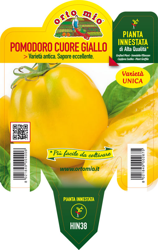 PIANTA DI POMODORO ANTICO CUORE GIALLO INNESTATO (IN VASO Ø14CM)