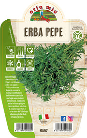 1 PIANTA DI ERBA PEPE VASO 14CM MASTERCHEF ORTOMIO