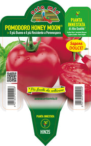 PIANTA DI POMODORO TONDO HONEY MOON INNESTATO (IN VASO Ø14CM)