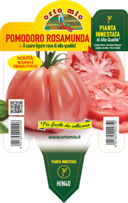 PIANTA DI POMODORO CUORE LIGURE ROSA INNESTATO (IN VASO Ø14CM)