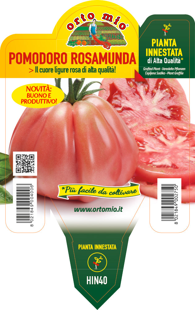 PIANTA DI POMODORO CUORE LIGURE ROSA INNESTATO (IN VASO Ø14CM)