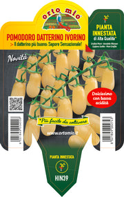 PIANTA DI POMODORO DATTERINO IVORINO INNESTATO (IN VASO Ø14CM)