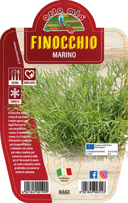 FINOCCHIO MARINO IN VASO 14CM ORTOMIO