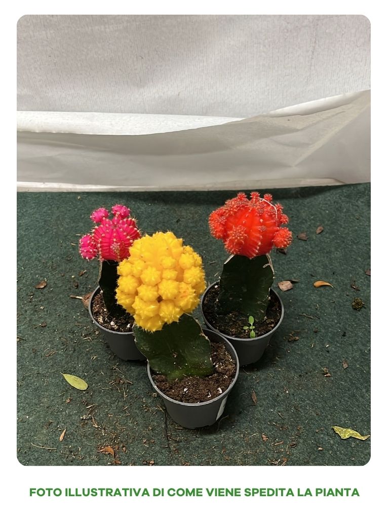 PIANTA GRASSA GYMNOCALYCIUM IN VASO 6CM COLORI ASSORTITI