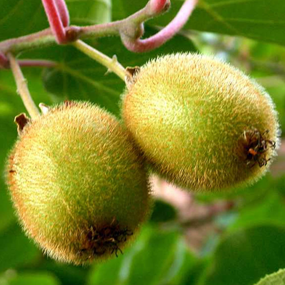 KIWI ARNOLD FRUTTO GIALLO IN VASO 15CM
