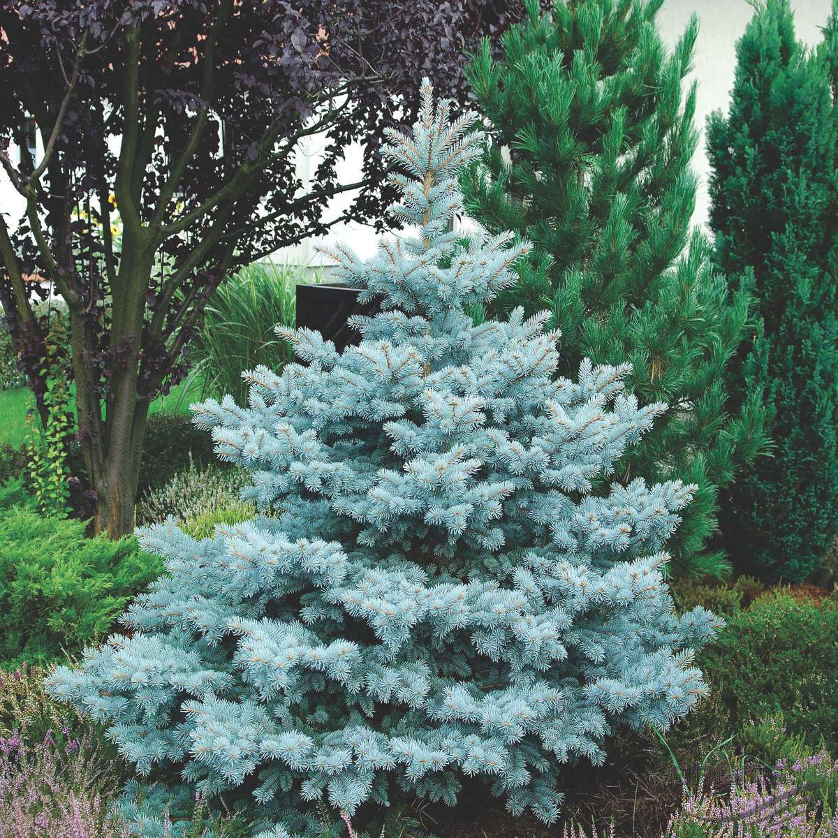 PICEA PUNGENS KOSTER ABETE BLU IN VASO 26CM
