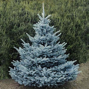 PICEA PUN BLUE DIAMOND IN VASO 26CM