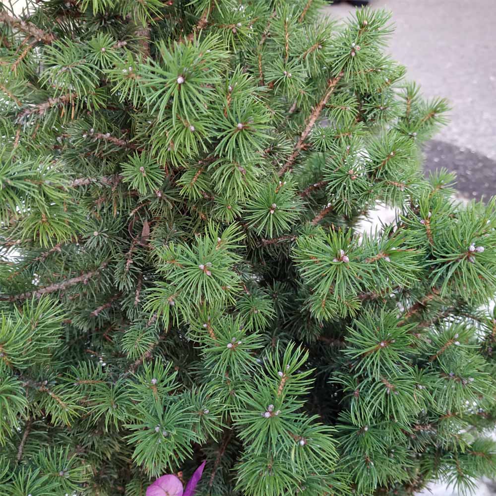 PICEA GLAUCA CONICA VASO 13CM
