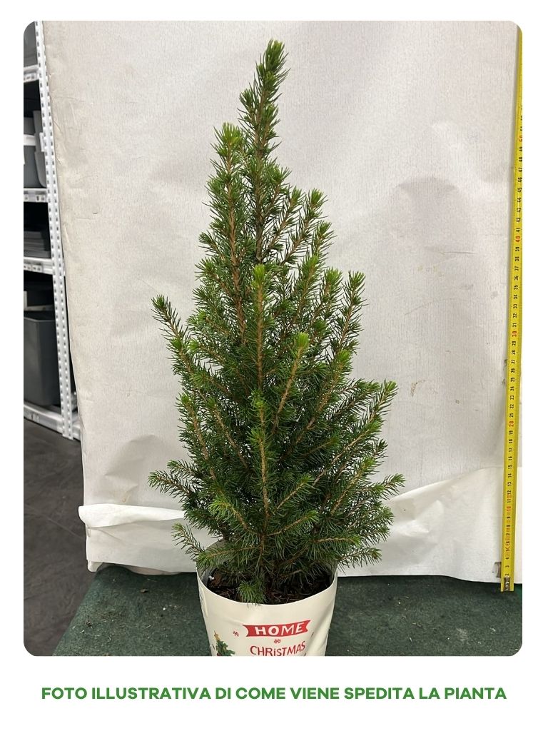 PICEA GLAUCA CONICA VASO 13CM