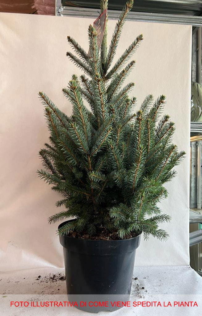 PICEA PINO ARGENTATO IN VASO 32CM CONIFERA NANA