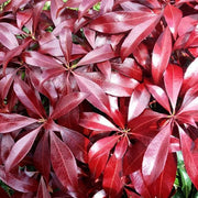 PIERIS JAPONICA KATSURA VASO 17CM