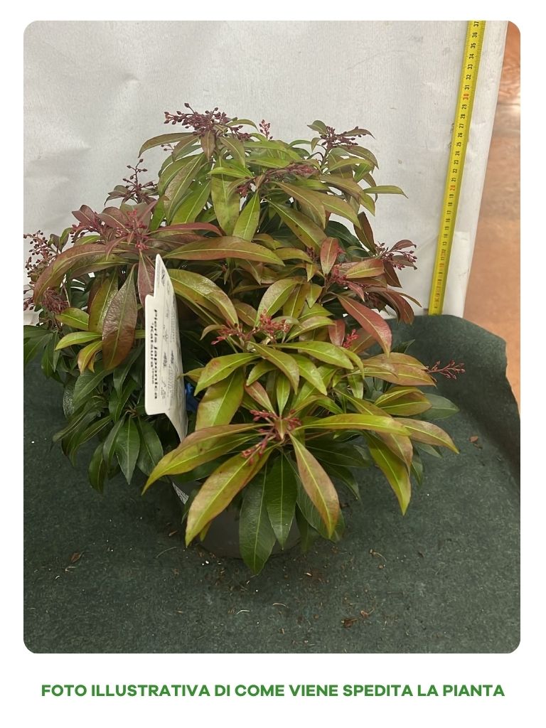 PIERIS JAPONICA KATSURA VASO 17CM