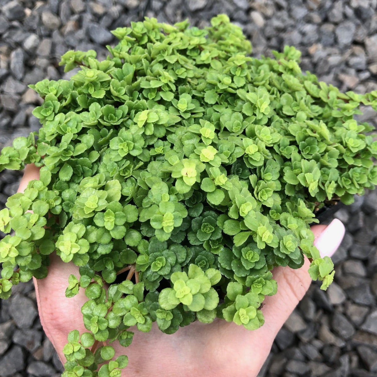 PILEA DEPRESSA VASO 14CM