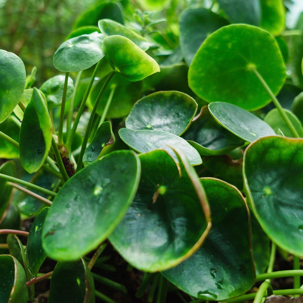 PILEA IN BASKET DA 18CM