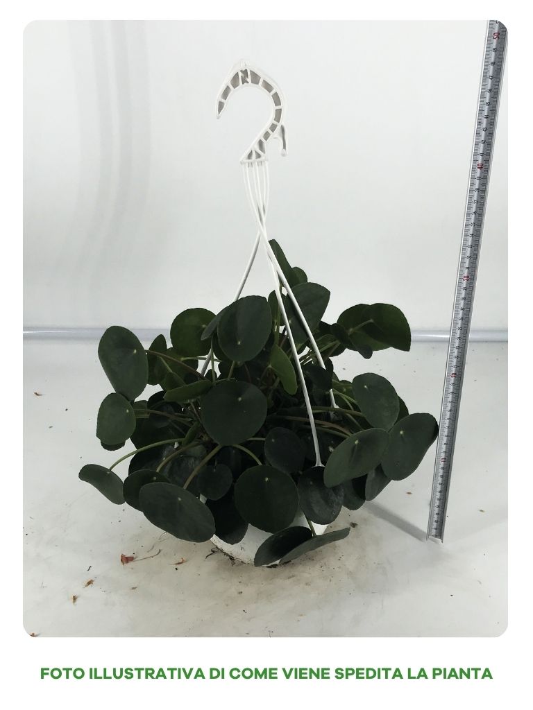 PILEA IN BASKET DA 18CM