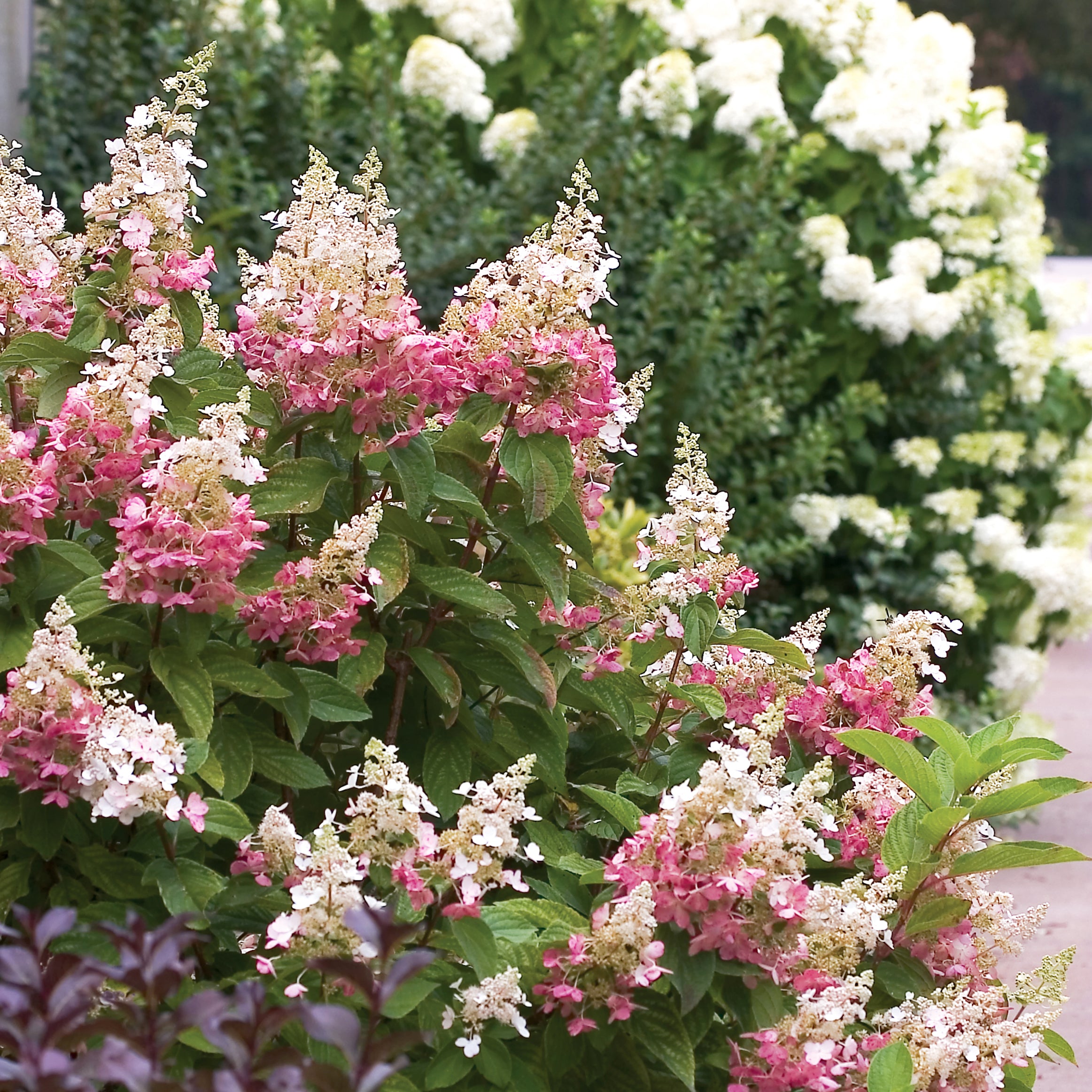 HYDRANGEA ORTENSIA PANICULATA PINKY WINKY VASO 18CM