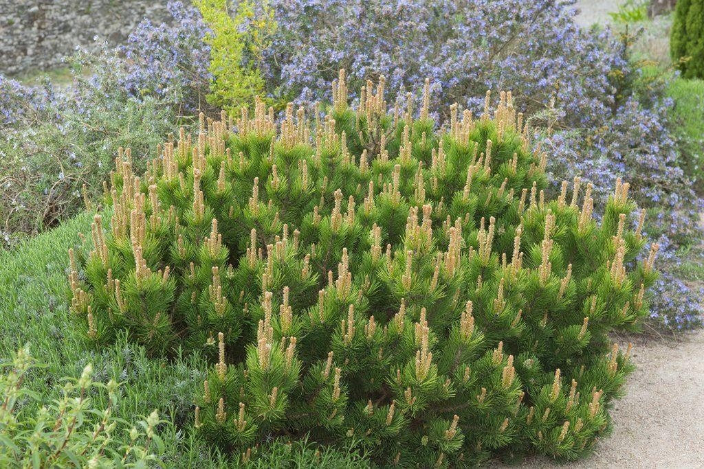 PINUS MUGO MUGHUS PINO NANO VASO 19CM