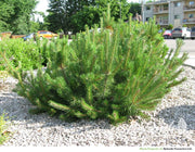 PINUS MUGO MUGHUS PINO NANO VASO 19CM