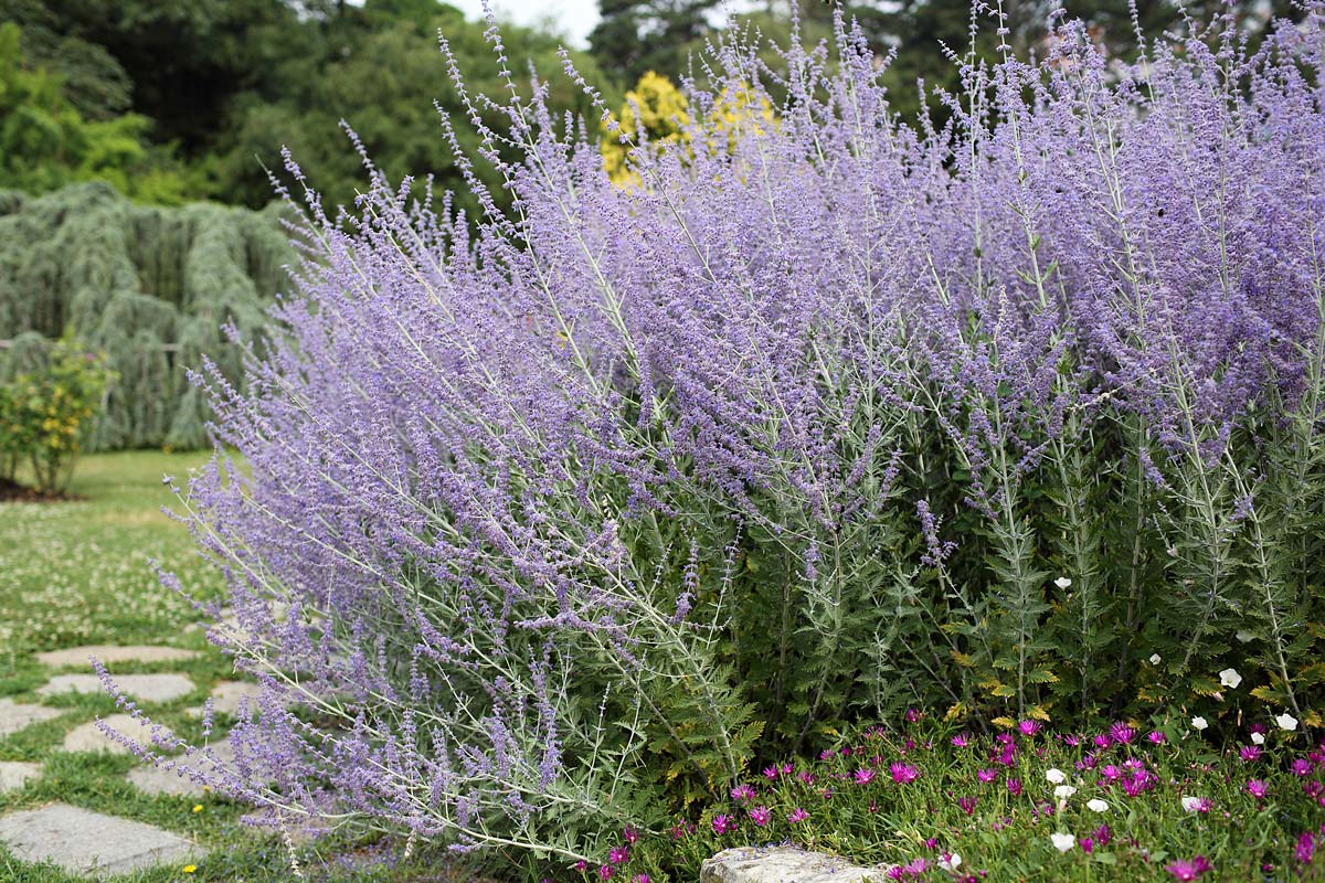 PEROVSKIA  BLUE SPIRE SALVIA RUSSA IN VASO 18CM