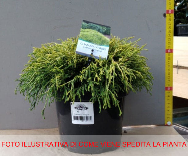 CHAMAECYPARIS PISIFERA 'SUNGOLD VASO 18CM
