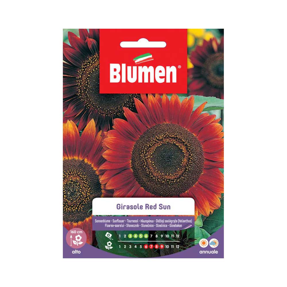 SEMI GIRASOLE RED SUN BLUMEN