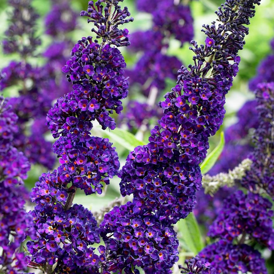 BUDDLEJA BLACK KNIGHT VASO DA 17CM