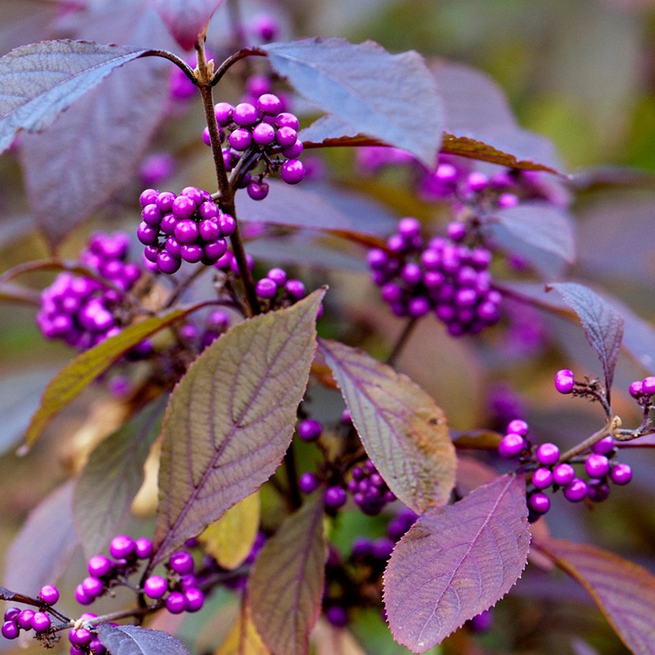 CALLICARPA BODINIERI PROFUSION VASO DA 21CM