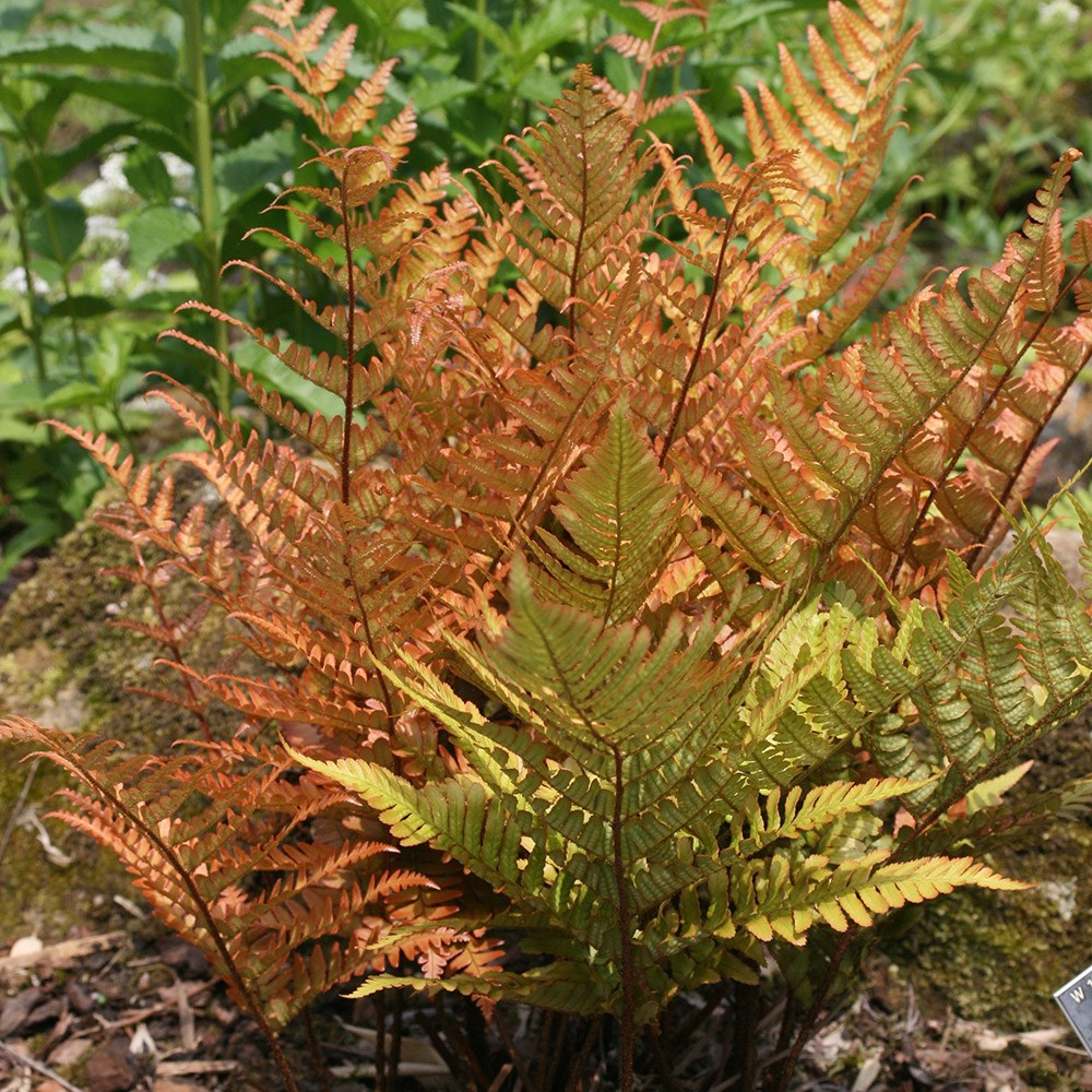 FELCE DRYOPTERIS ERYTHROSORA VASO 18CM