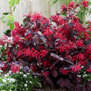 LOROPETALUM FIRE DANCE VASO 9CM