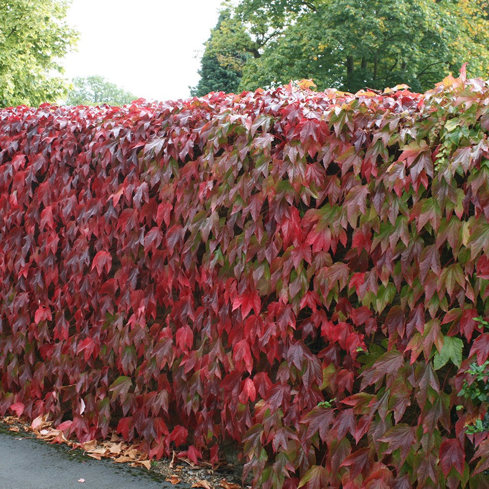 PARTHENOCISSUS TRICUSPIDATA VEITCHII VASO 17CM