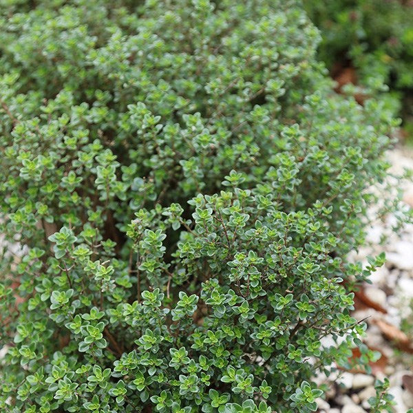 THYMUS CITRIODORUS VERDE AL LIMONE IN VASO 18CM