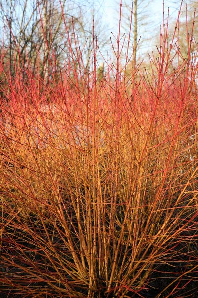 CORNUS SANGUINEA 'MIDWINTER FIRE' VASO 18CM