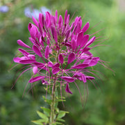 CLEOME VASO DA 14CM