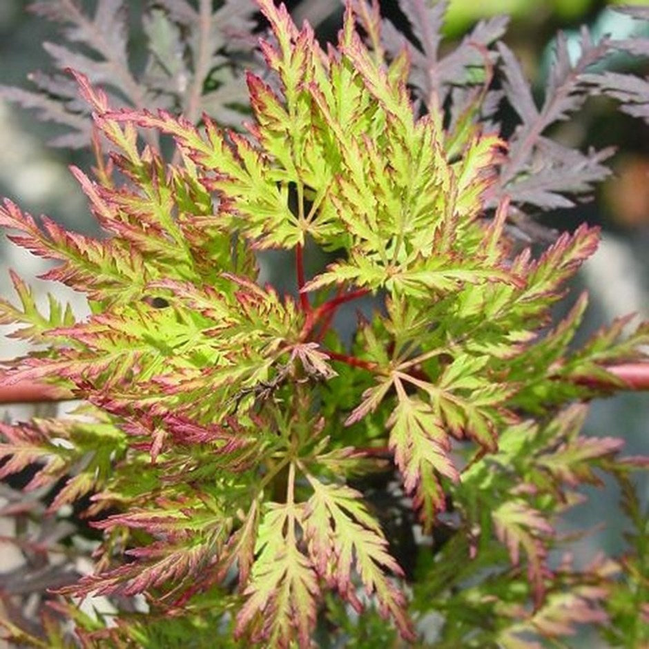 ACERO PALMATUM EMERALD LACE IN VASO 19CM