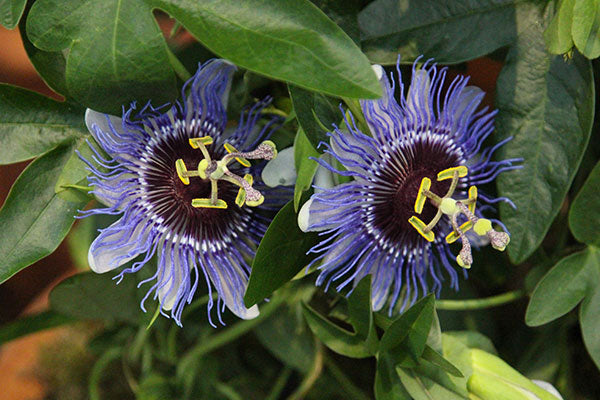 PASSIFLORA PURPLE HAZE VASO 16CM