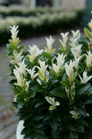 EUONYMUS PALOMA BLANCA VASO 10CM