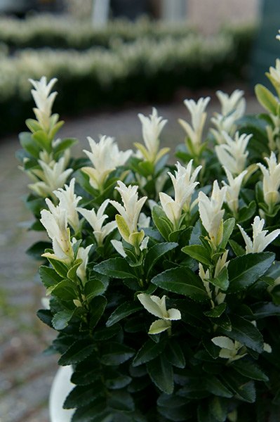 EUONYMUS PALOMA BLANCA VASO 10CM
