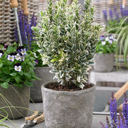 EUONYMUS WHITE SPIRE VASO 13CM