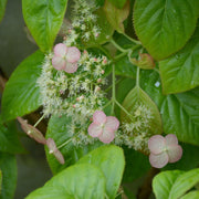 ORTENSIA HYDRANGEA ANOMALA GLABRA CRUG CORAL VASO 17CM
