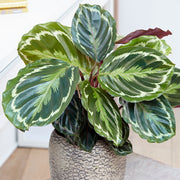 MARANTHA MEDAILLON IN VASO 12CM