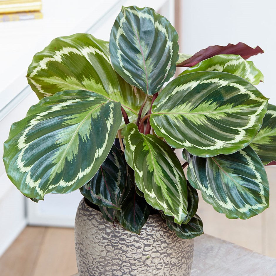 MARANTHA MEDAILLON IN VASO 12CM