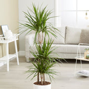 DRACENA MARGINATA TRONCHETTO DELLA FELICITÀ VASO 18CM