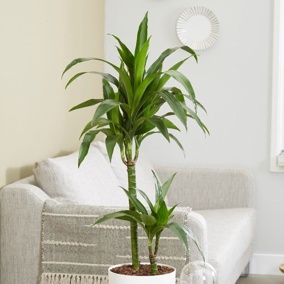 DRACENA JANET STRIPE TRONCHETTO DELLA FELICITÀ VASO 19CM