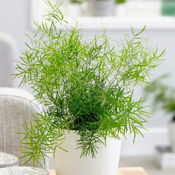ASPARAGUS SPRENGERI, IN VASO DA 17CM