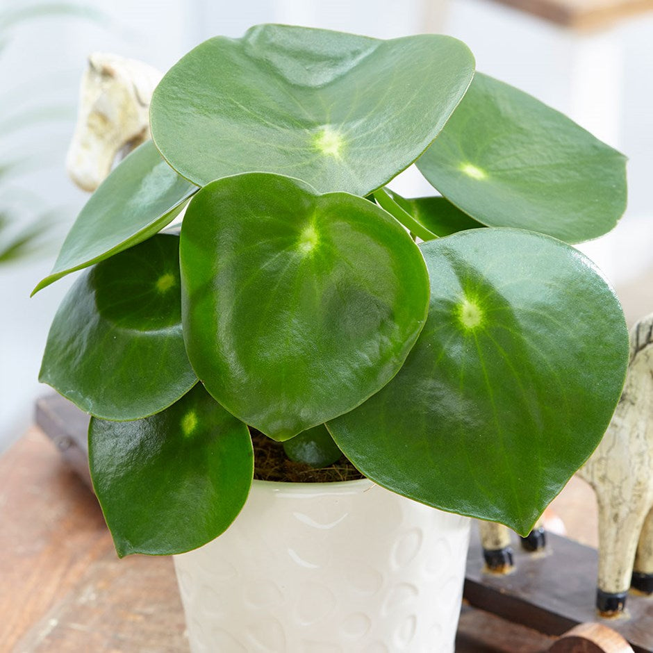 PEPEROMIA POLYBOTRYA VASO 12CM